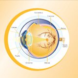 El ojo y la salud ocular